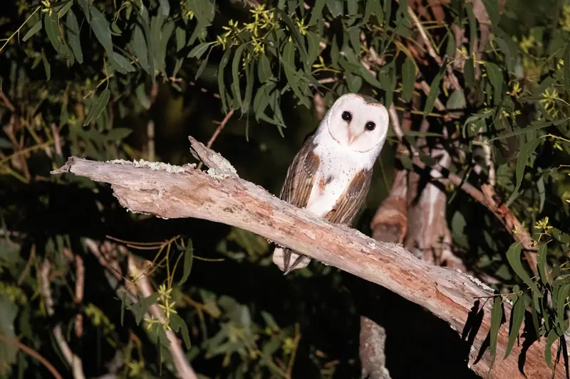 An eastern barn owl at night, perched on a pale dead branch among gum leaves