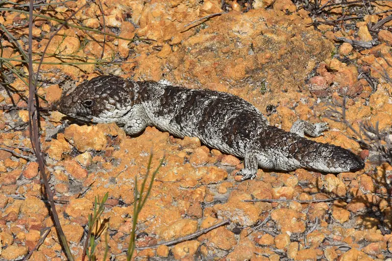 A bobtail lizard lying flat on orange gravel in the sun, its dark, knobbly scales flecked with white and its short, stumpy tail shaped much like its head