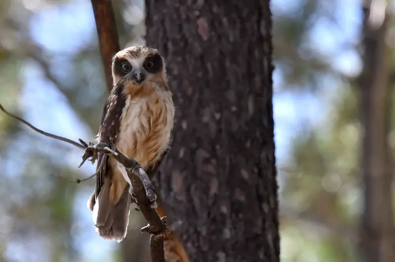 A southern boobook in daylight on a bare twig beside a tree trunk, its yellow eyes set in dark brown patches, looking at the camera