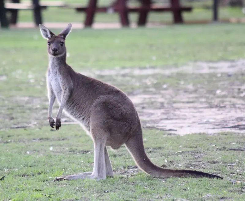 A western grey kangaroo standing upright on short grass, ears up and forepaws held to its chest, looking at the camera, with picnic tables behind