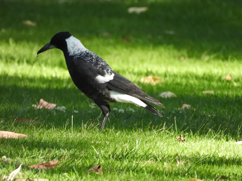 An Australian magpie walking on a sunny lawn, head down, listening