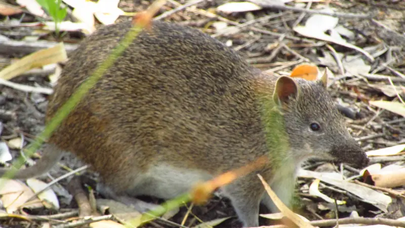 A quenda, a stout grey-brown bandicoot with a long pointed snout and short round ears, walking through dry gum leaves